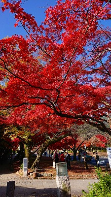 �Ԃ����܂����؁X�̃g���l��