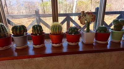 �h�̃��r���O�̃T�{�e�������A�̂͏����������̂ɁB